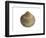 Poorly Ribbed Cockle Shell, Normandy, France-Philippe Clement-Framed Photographic Print