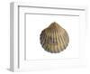 Poorly Ribbed Cockle Shell, Normandy, France-Philippe Clement-Framed Photographic Print