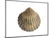 Poorly Ribbed Cockle Shell, Normandy, France-Philippe Clement-Mounted Photographic Print