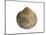 Poorly Ribbed Cockle Shell, Normandy, France-Philippe Clement-Mounted Photographic Print