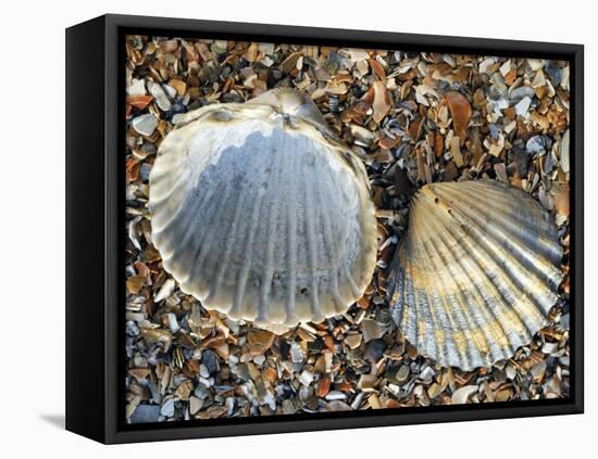 Poorly Ribbed Cockle Shells Separed to Show the Inside and the Outside, Normandy, France-Philippe Clement-Framed Stretched Canvas