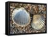 Poorly Ribbed Cockle Shells Separed to Show the Inside and the Outside, Normandy, France-Philippe Clement-Framed Stretched Canvas
