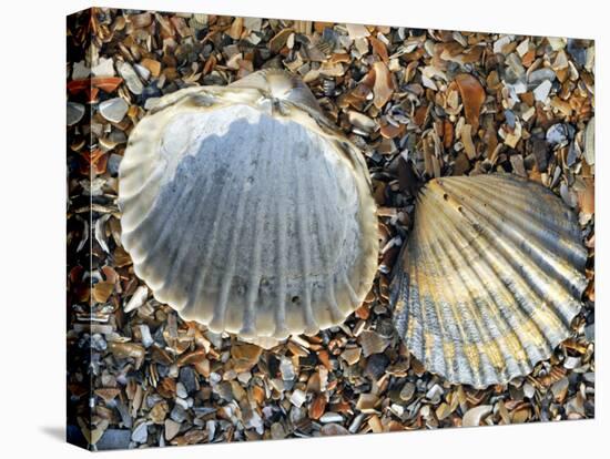 Poorly Ribbed Cockle Shells Separed to Show the Inside and the Outside, Normandy, France-Philippe Clement-Stretched Canvas