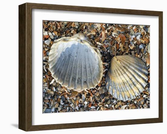 Poorly Ribbed Cockle Shells Separed to Show the Inside and the Outside, Normandy, France-Philippe Clement-Framed Photographic Print