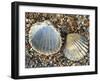 Poorly Ribbed Cockle Shells Separed to Show the Inside and the Outside, Normandy, France-Philippe Clement-Framed Photographic Print