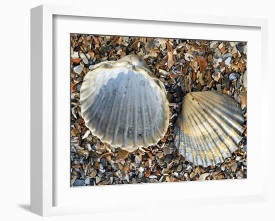 Poorly Ribbed Cockle Shells Separed to Show the Inside and the Outside, Normandy, France-Philippe Clement-Framed Photographic Print