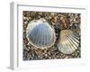 Poorly Ribbed Cockle Shells Separed to Show the Inside and the Outside, Normandy, France-Philippe Clement-Framed Photographic Print