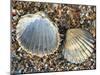 Poorly Ribbed Cockle Shells Separed to Show the Inside and the Outside, Normandy, France-Philippe Clement-Mounted Photographic Print