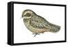 Poorwill (Phalaenoptilus Nuttallii), Birds-Encyclopaedia Britannica-Framed Stretched Canvas