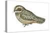 Poorwill (Phalaenoptilus Nuttallii), Birds-Encyclopaedia Britannica-Stretched Canvas