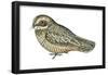 Poorwill (Phalaenoptilus Nuttallii), Birds-Encyclopaedia Britannica-Framed Poster