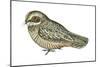 Poorwill (Phalaenoptilus Nuttallii), Birds-Encyclopaedia Britannica-Mounted Poster