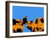 Pop Art Farm III-Annie Warren-Framed Art Print