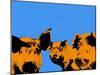 Pop Art Farm III-Annie Warren-Mounted Art Print