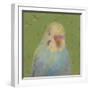 Pop Birds - Hover-Roy Woodard-Framed Giclee Print