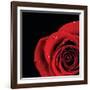 Pop of Red Rose-Donnie Quillen-Framed Art Print