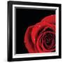 Pop of Red Rose-Donnie Quillen-Framed Art Print