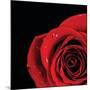 Pop of Red Rose-Donnie Quillen-Mounted Art Print