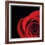 Pop of Red Rose-Donnie Quillen-Framed Art Print