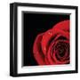 Pop of Red Rose-Donnie Quillen-Framed Art Print