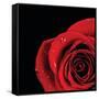 Pop of Red Rose-Donnie Quillen-Framed Stretched Canvas