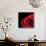 Pop of Red Rose-Donnie Quillen-Stretched Canvas displayed on a wall