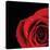 Pop of Red Rose-Donnie Quillen-Stretched Canvas
