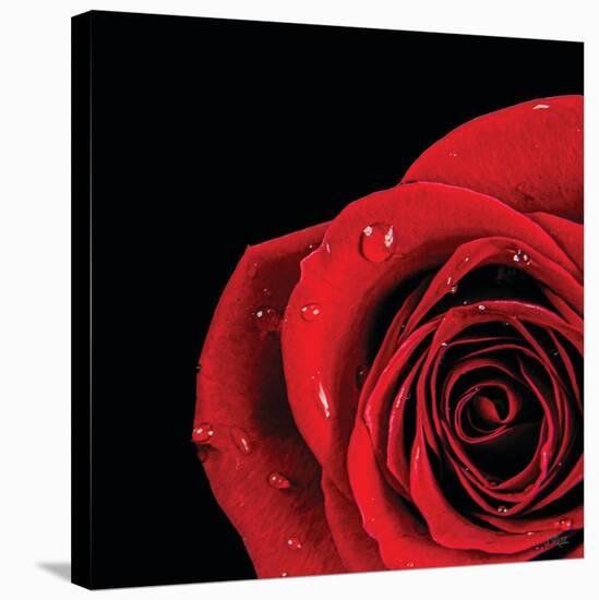 Pop of Red Rose-Donnie Quillen-Stretched Canvas