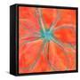 Pop Petal VII-Ricki Mountain-Framed Stretched Canvas
