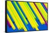 Pop Straws Collection - Colourful-Philippe Hugonnard-Framed Stretched Canvas