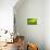 Pop Straws Collection - Green & Pink-Philippe Hugonnard-Mounted Photographic Print displayed on a wall