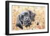 Pop Up-Karen Middleton-Framed Giclee Print