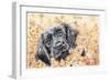 Pop Up-Karen Middleton-Framed Giclee Print