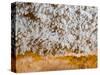 Popcorn Cave Formations-Scott T. Smith-Stretched Canvas