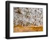 Popcorn Cave Formations-Scott T. Smith-Framed Photographic Print