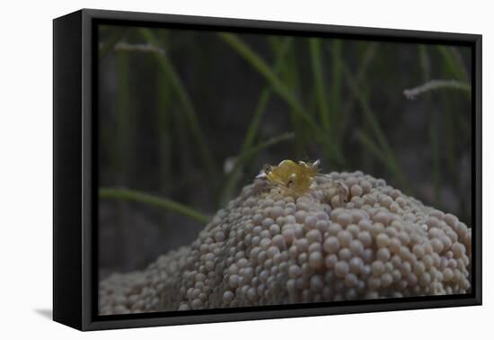 Popcorn Shrmp on an Anenome on a Fijian Reef-Stocktrek Images-Framed Stretched Canvas