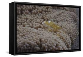 Popcorn Shrmp on an Anenome on a Fijian Reef-Stocktrek Images-Framed Stretched Canvas