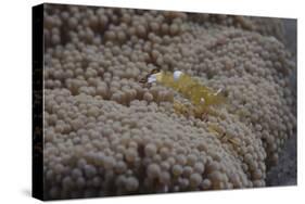 Popcorn Shrmp on an Anenome on a Fijian Reef-Stocktrek Images-Stretched Canvas