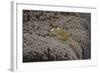 Popcorn Shrmp on an Anenome on a Fijian Reef-Stocktrek Images-Framed Photographic Print