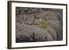 Popcorn Shrmp on an Anenome on a Fijian Reef-Stocktrek Images-Framed Photographic Print