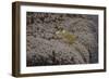 Popcorn Shrmp on an Anenome on a Fijian Reef-Stocktrek Images-Framed Photographic Print