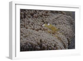 Popcorn Shrmp on an Anenome on a Fijian Reef-Stocktrek Images-Framed Photographic Print