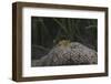 Popcorn Shrmp on an Anenome on a Fijian Reef-Stocktrek Images-Framed Photographic Print