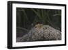 Popcorn Shrmp on an Anenome on a Fijian Reef-Stocktrek Images-Framed Photographic Print