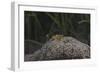 Popcorn Shrmp on an Anenome on a Fijian Reef-Stocktrek Images-Framed Photographic Print