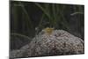 Popcorn Shrmp on an Anenome on a Fijian Reef-Stocktrek Images-Mounted Photographic Print