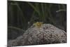 Popcorn Shrmp on an Anenome on a Fijian Reef-Stocktrek Images-Mounted Photographic Print