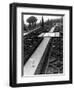 Pope John XXIII Walks in the Gardens of His Summer Residence at Castelgandolfo-Luigi Felici-Framed Photographic Print