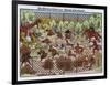 Popes and Monks Satirised-null-Framed Art Print