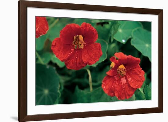 Popies After The Rain-null-Framed Art Print